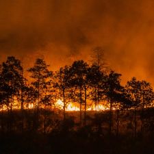 wildfire burning through a dense forest at night, with flames and heavy smoke illuminating the sky